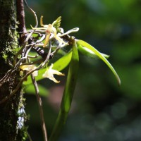 Thrixspermum walkeri Seidenf. & Ormerod